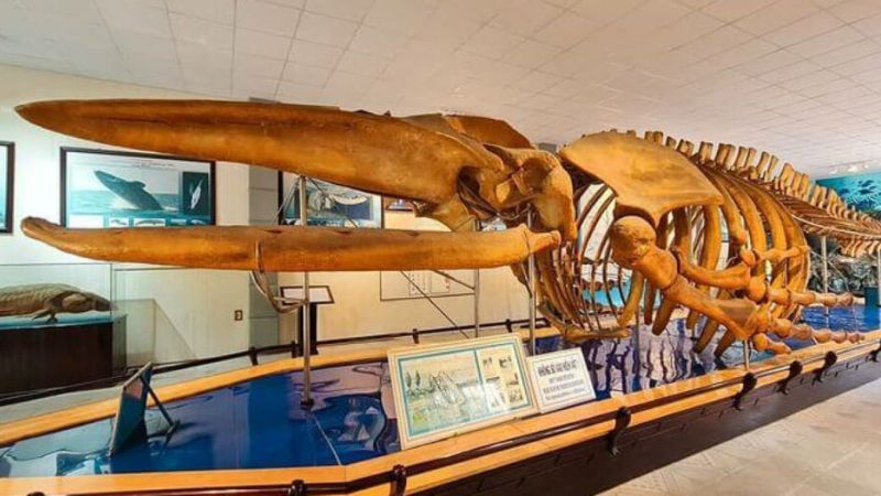 Viện Hải Dương Học Nha Trang