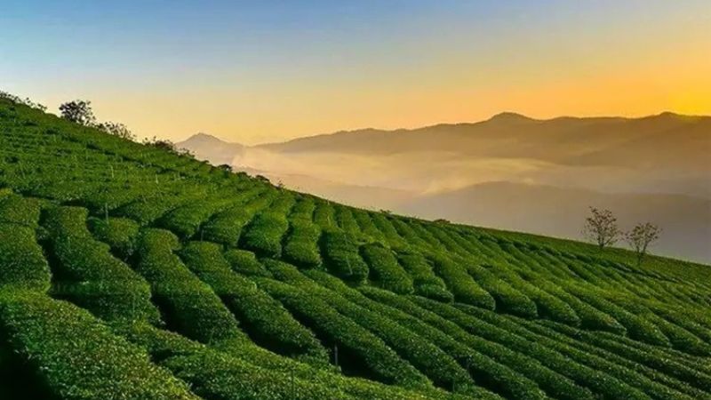 Đồi Chè Cầu Đất Farm