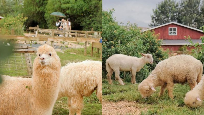 ZooDoo - Không Gian Xanh Giữa Rừng Thông