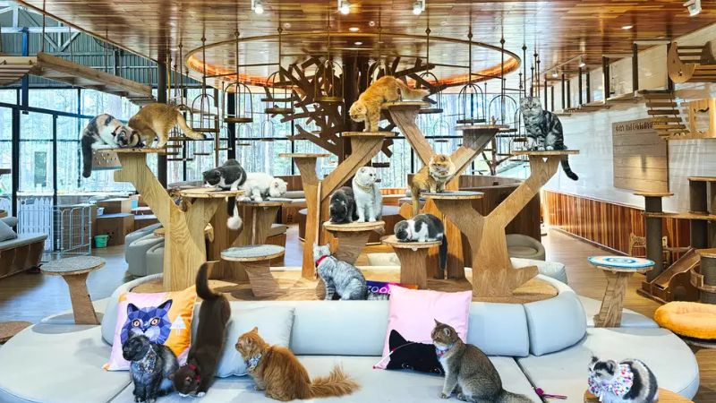 Pawsome Haven - Góc Nhỏ Dành Cho Những Tâm Hồn Yêu Mèo