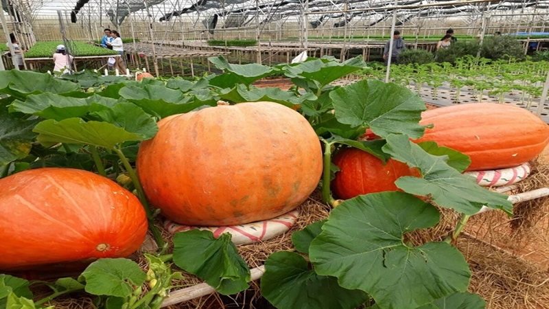 Vườn Bí Ngô Khổng Lồ