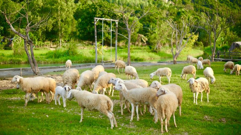 Đồng Cừu Suối Tiên