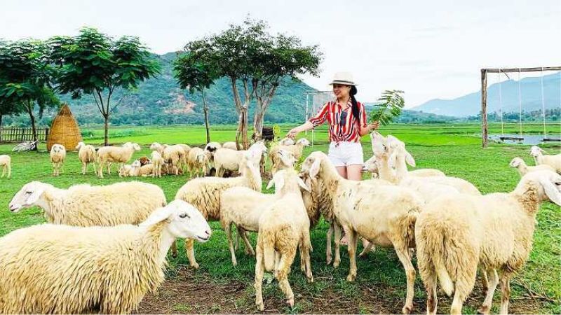 Đồng Cừu Suối Tiên