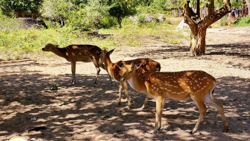 Hòn Thị Nha Trang