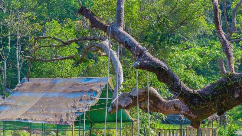 Nhất Lâm Thủy Trang Trà