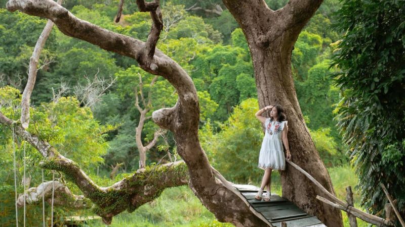 Nhất Lâm Thủy Trang Trà