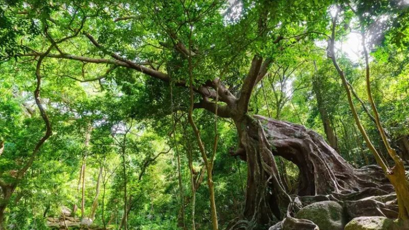 Nhất Lâm Thủy Trang Trà