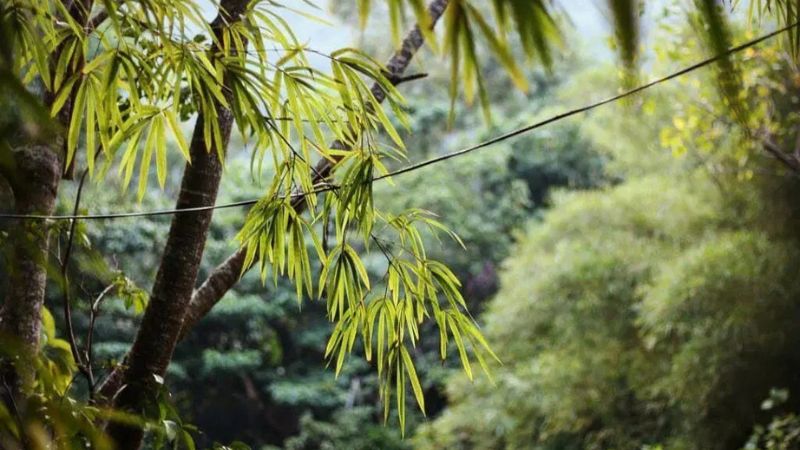 Sơn Trà Tịnh Viên