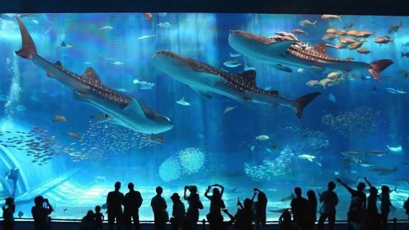 Thủy Cung Trí Nguyên Nha Trang