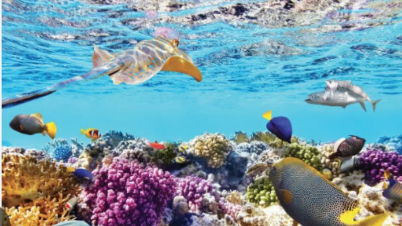 vịnh san hô Nha Trang