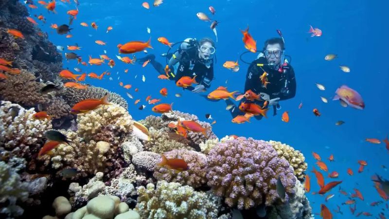 Vịnh San Hô Nha Trang