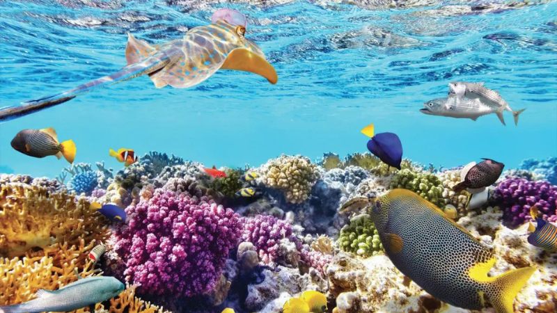 Vịnh Vĩnh Hy Nha Trang