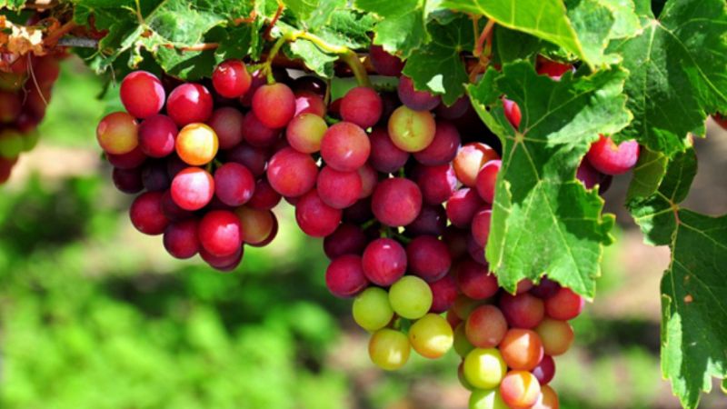 vườn nho ở Nha Trang