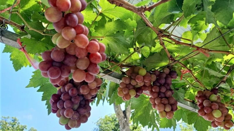 vườn nho ở Nha Trang