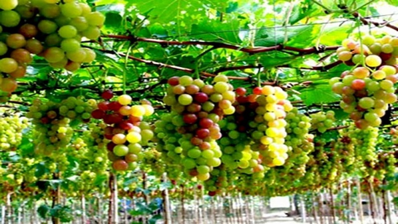 vườn nho ở Nha Trang