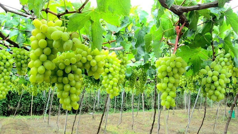 vườn nho ở Nha Trang