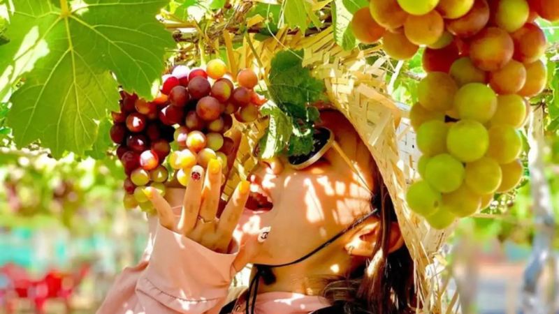 vườn nho ở Nha Trang