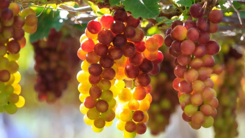 vườn nho ở Nha Trang