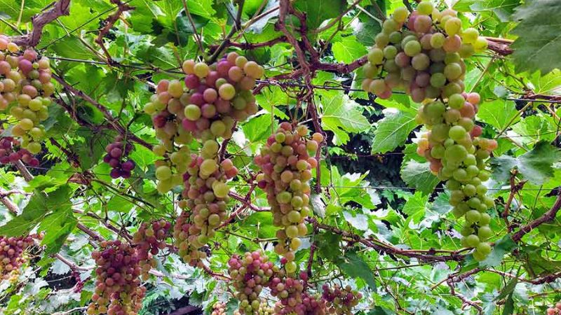vườn nho ở Nha Trang