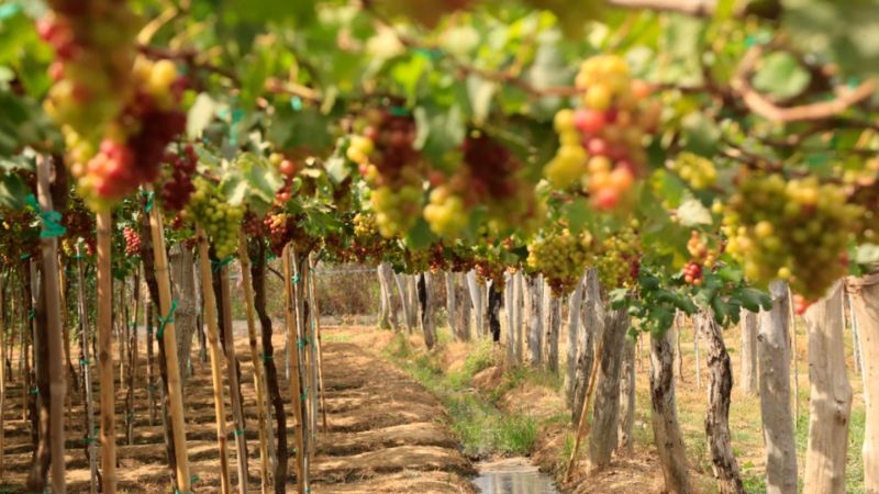 vườn nho ở Nha Trang