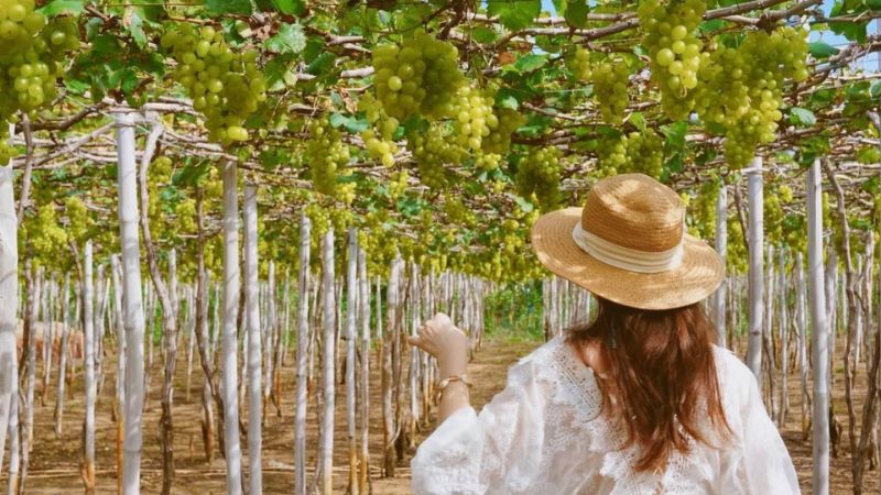vườn nho ở Nha Trang