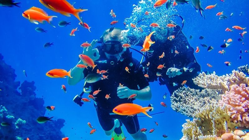 Vịnh San Hô Nha Trang: Bí Mật Biển Xanh Mà Ai Cũng Muốn Quay Lại